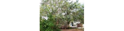 167. திருப்பாதலீச்சரம்